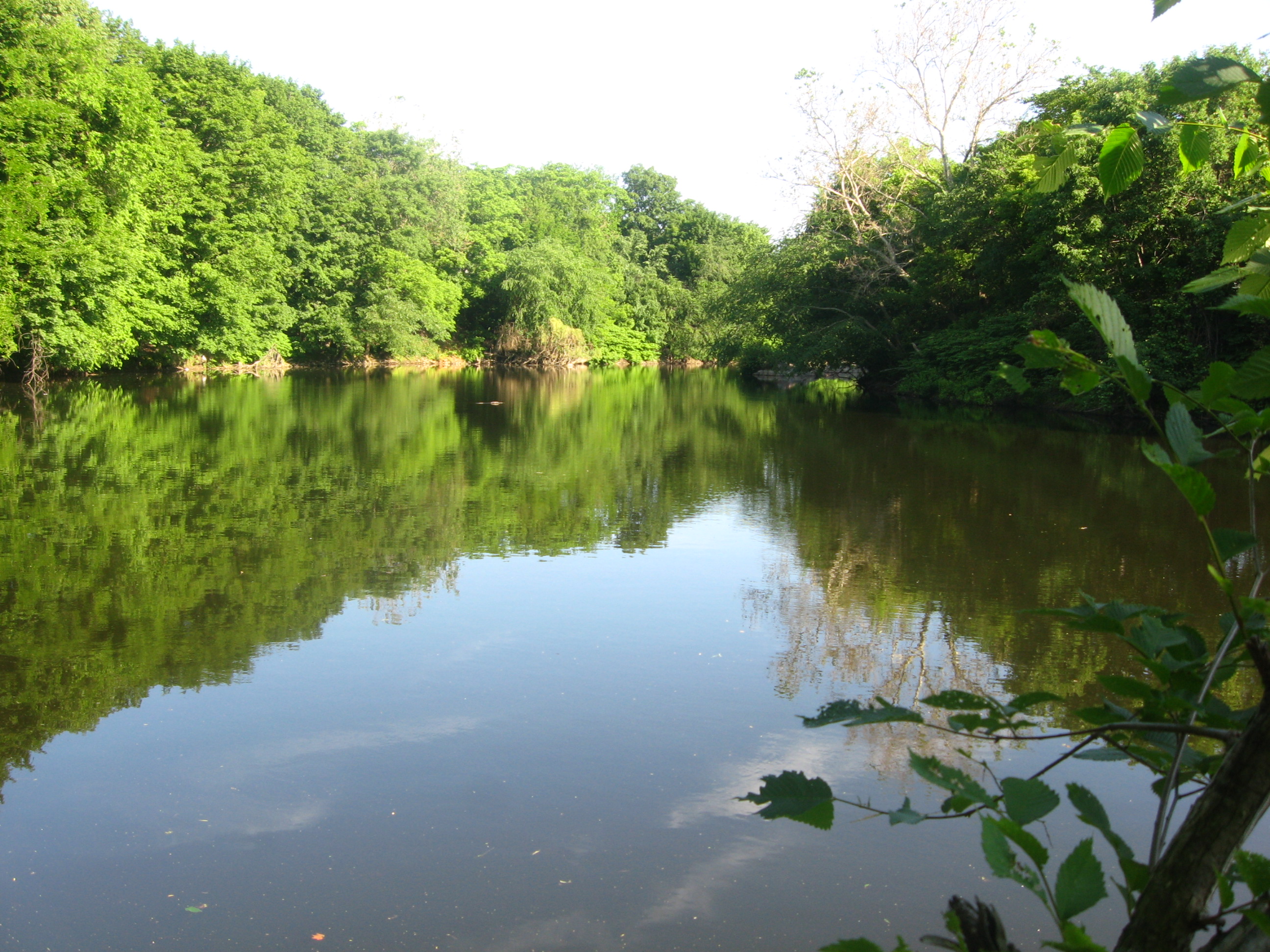 Large body of water surrounded by trees
